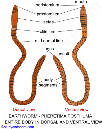 external features of Pheretima posthuma, earthworm general characters, Earthworm external morphology, Earthworm setae structure, Setae arrangement and functions
